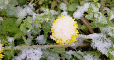 Bolu’da baharda açan çiçekler beyaza büründü