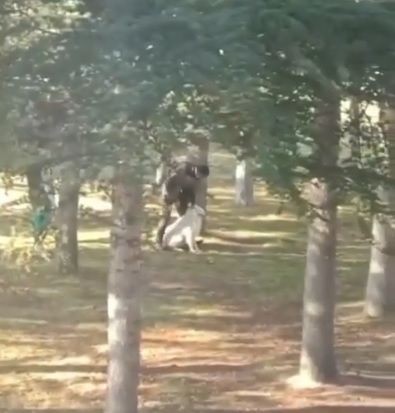 Kayseri Kocasinan'da köpeğe sopalı işkence kamerada - Resim: 2