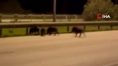 İzmir'de otomobilin domuza çarpma anı kamerada