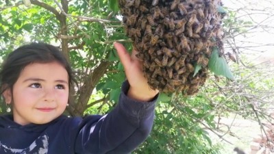 Sivaslı 5 yaşındaki Hira arıları çıplak elle avuçluyor, ata biniyor, süt sağıyor