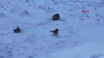 Karlı dağa tırmanan dağcıları, ayı saldırısından kangal köpekleri kurtardı