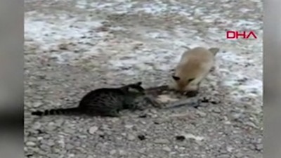 Şantiyede aç kalan tilkiyi, kedisiyle birlikte besledi