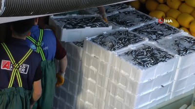 Karadeniz'de kilolarca hamsi yakalanınca, vatandaşa bedava dağıtıldı