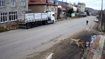 Konya'da korkunç olay! Sahipsiz köpeklerin saldırısına uğrayan kadın yaralandı