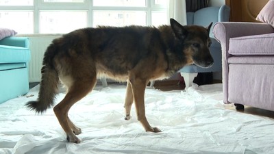 Alman kurdu kırması "Zeynep", "hayattaki en yaşlı köpek" unvanına aday