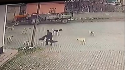 Sahipsiz köpeklerin 69 yaşındaki kişiye saldırması güvenlik kamerasında