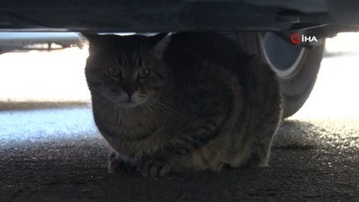 Diyeti bozan obez kedi asma tavanı çökertti