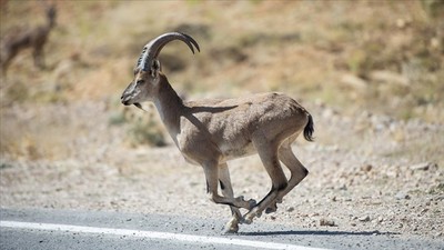 Yaban keçilerinin ilçe halkını mutlu eden istilası