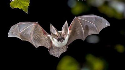 Meksika'da yarasanın ısırdığı çocuk öldü