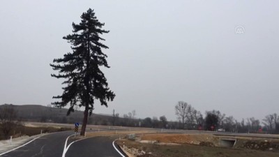 Yol planında revize yapıp kesmek yerine ağacı korumaya aldılar
