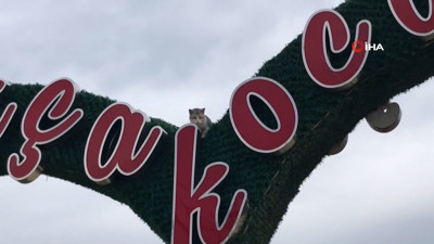 Reklam panosunda mahsur kalan kedi zor anlar yaşattı