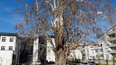 Tokat'ta 5 asırlık çınar ağacı koruma altına alındı