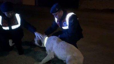 Aksaray'da kazalara karşı sokak köpeklerine reflektörlü tasma takıldı