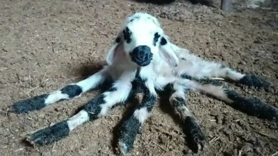 Diyarbakır'da kuzu 6 bacaklı olarak doğdu!
