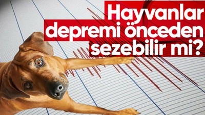 Prof. Martin Wikelski: Hayvanlar dört ve üzeri büyüklükteki depremleri sezebilir