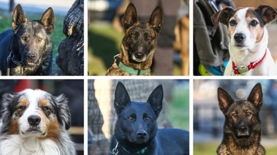 Depremin vurduğu illerdeki enkazlarda arama kurtarma köpekleri birçok kişinin hayatını kurtardı
