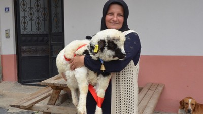 Çankırı'da küçükbaş hayvan yetiştiriciliği yapan Enes Cambaz, kuzusunun 'anne' dediği fark etti, Boncuk isimli kuzu sosyal medyada viral oldu