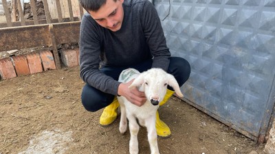 Çankırı'da küçükbaş hayvan yetiştiriciliği yapan Enes Cambaz, kuzusunun 'anne' dediği fark etti, Boncuk isimli kuzu sosyal medyada viral oldu | VİDEO