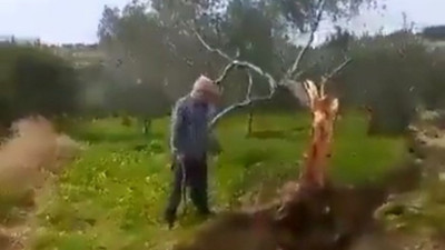 Hatay'da meydana gelen depremlerde fay hattı zeytin ağacını ortadan ikiye böldü! Ağacın parçaları 10 metre...