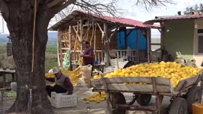 Kilogram fiyatı düşen limon Adanalıların geçim kaynağı oldu! Çamaşır gibi asıp kurutuyorlar...