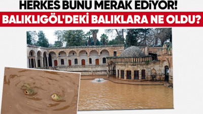 Balıklıgöl'deki balıklara ne oldu? 'Depremde de aynısı olmuştu' diyerek anlattı... Meğer oraya saklanıyorlarmış