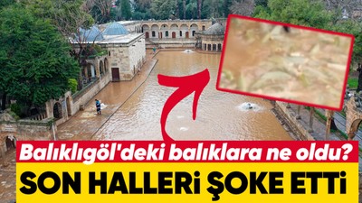 Herkesin aklı onlarda kalmıştı! Balıkgöl'deki balıkların son hali şoke etti