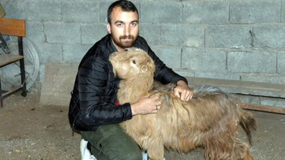 Enkaz kaldırırken herkesi şaşkına çeviren anlar! Bir keçi depremden 47 gün sonra enkazdan sağ çıktı