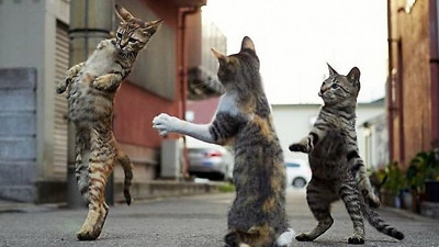 TikTok'a yeni suçlama: Kedi videoları çok enerji tüketiyor