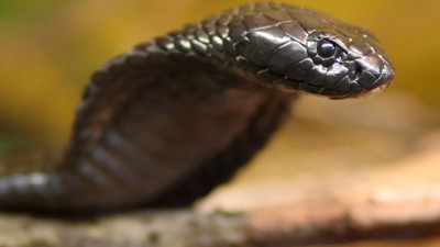 Uçakta ‘kobra’ paniği: Koltuğunun altında yılan gören pilot acil iniş yaptı