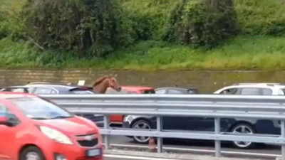 Hipodramdan kaçan at, çevreyoluna çıkarak kısa süreliğine trafiğin felç olmasına neden oldu.
