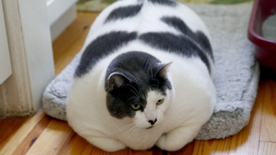 6 yaşındaki 18 kilogram ağırlığında olan Patches isimli kedi, sosyal medyada viral oldu
