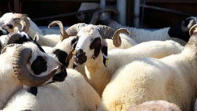 Kurban Bayramı ne zaman, kaç gün kaldı, bayram tatili kaç gün?
