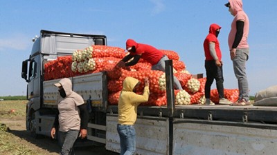 Market raflarında 30 TL'ye kadar çıkan soğanın fiyatı nihayet düşmeye başladı! Soğanın tarla fiyatı 5 liraya kadar geriledi