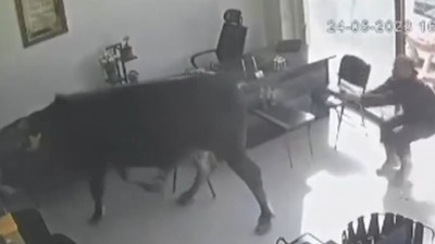 Kırklareli'nde mezbahadan kaçan dana emlakçıda yakalandı! O anlar kameralara yansıdı