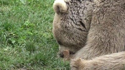 Ayı garaja daldı, çalışanları korkuttu, 60 kek çalıp kaçtı