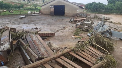 Elazığ'da korkunç olay! 200'e yakın küçükbaş hayvan öldü