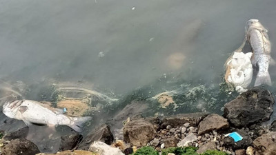 CHP'li İzmir Büyükşehir Belediyesi Körfez'i Ganj Nehri'ne çevirdi! Rengi değişti, ölü balıklar karaya vurdu