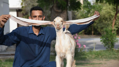 Böylesini görmediniz! Dev kulaklı keçi yavrusu 'Simbi' görenleri hayrete düşürüyor