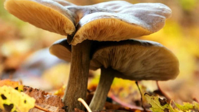 Sağlık Bakanı Fahrettin Koca'dan 'mantar' açıklaması: Her 100 hastadan 3'ü hayatını kaybediyor