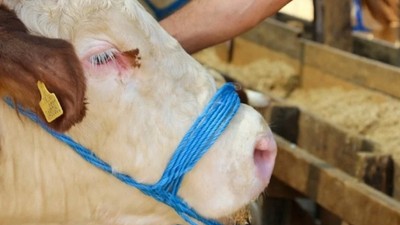 Sivas'ta şap karantinası devam ediyor! Hayvan pazarları kurulmayacak