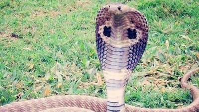 Dünyanın en zehirli yılanı o ilimizde görüntülendi! Tek ısırığıyla dakikalar içinde öldürüyor