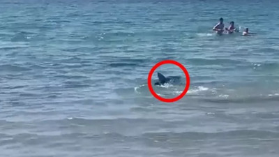 İspanya sahilinde İngiliz turistlerin köpekbalığı paniği! Canlarını zor kurtardılar