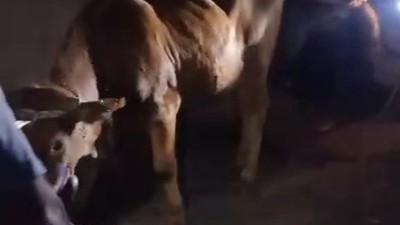 Evin çatı katına kaçan ineğin imdadına itfaiye erleri koştu