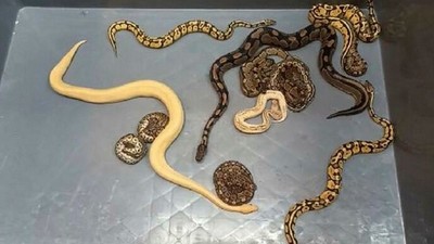 Yavru pitonları kadın çorabının içine gizlenmişler! Sınır kapısında pes dedirten olay