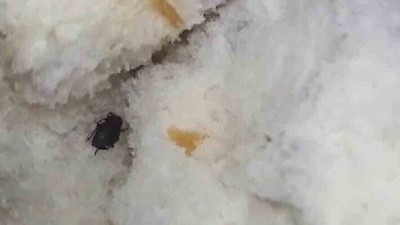 Elazığ'da mide bulandıran olay! Ekmeğin içinden bakın ne çıktı