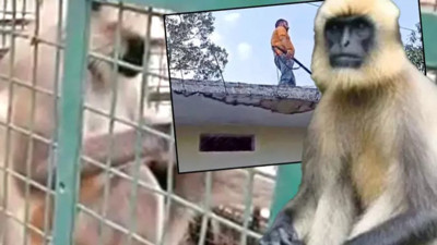 Hindistan'da iki haftada 20 kişiyi öldüren maymun tutuklandı... Başına ödül konulmuştu