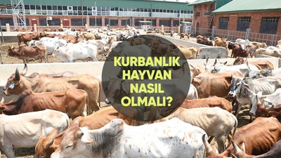 Kurbanlık nasıl olmalı? Diyanete göre büyükbaş - küçükbaş kurbanlık şartları