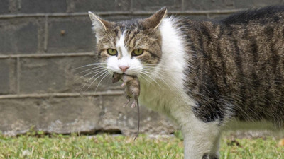Reuters'in algı operasyonu sonrası Anadolu Ajansı'ndan gündem olan kare! Maskot kedi Larry Başkanlık Ofisi önünde fare yakaladı