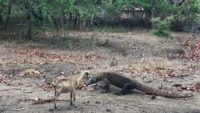 Komodo ejderinin keçi avı kamerada! Dehşete düşüren görüntü