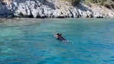 Bodrum'da şaşkınlık yaratan görüntü! Yaban domuzu denizde yüzdü